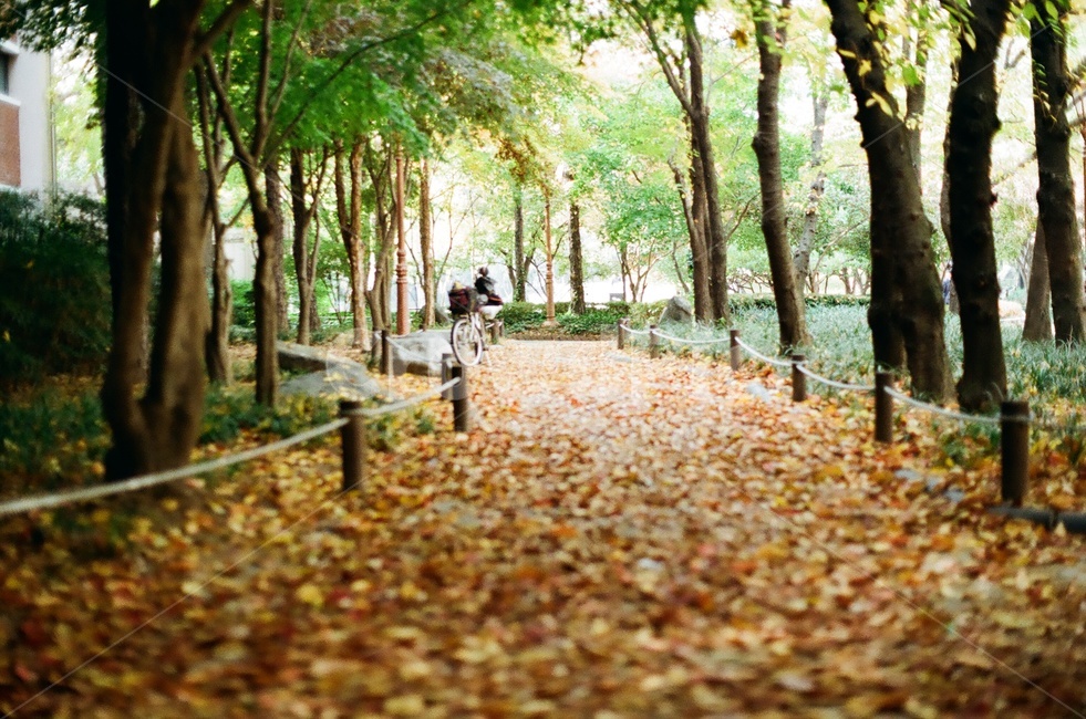 가을,낙엽,공원,거리,계절,필름사진