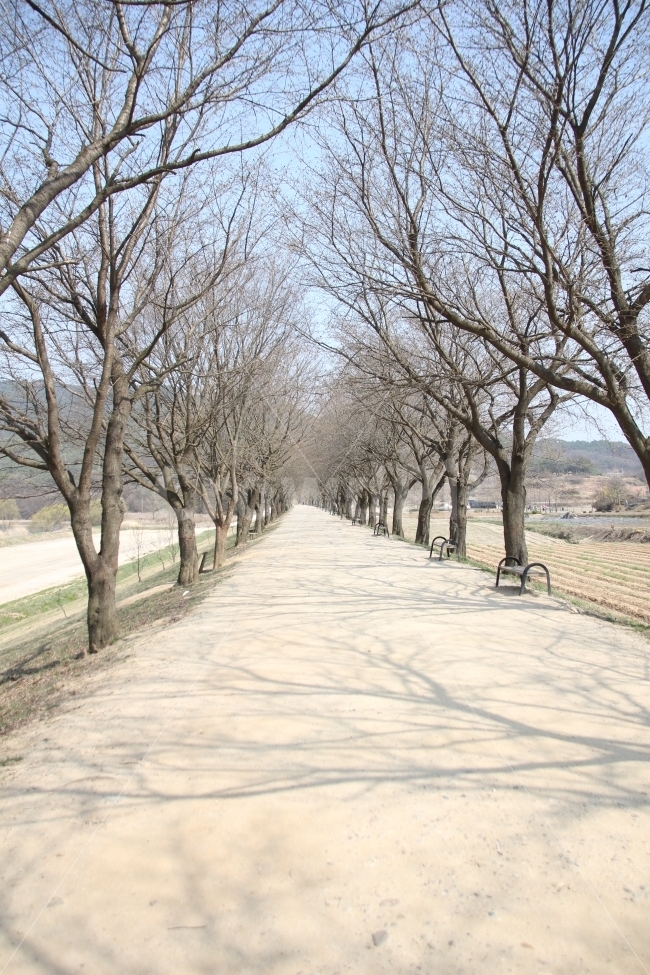 길,나무,산책,바람,하늘,자연,풍경,nature,landscape,tree,plant,식물,outdoors,옥외,land,땅,forest,숲,vegetation,초목,woodland,삼림지,grove,작은 숲