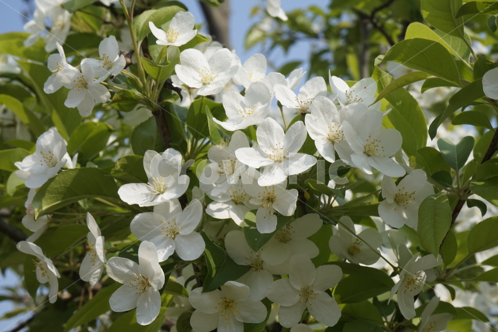 하얀꽃,꽃나무,꽃,나무,식물,plant,flower,blossom,tree,white,green