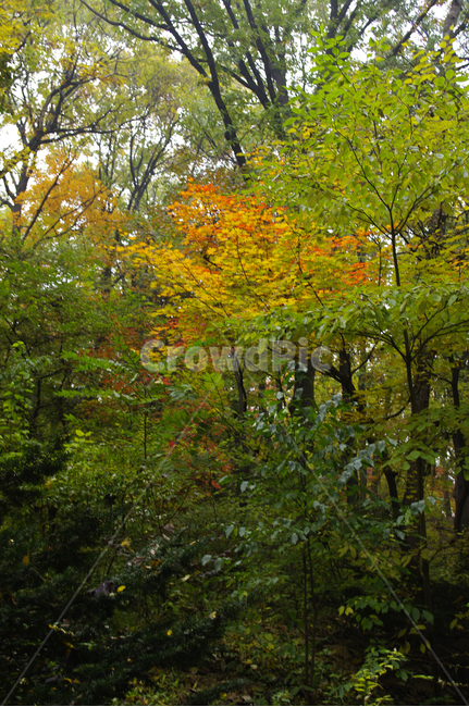 가을,fall,나무,식물,plant,단풍,잎,자연,nature,숲,가을,계절,fall,autumn,season,자연,풍경,nature,landscape,tree,tree trunk,나무 줄기