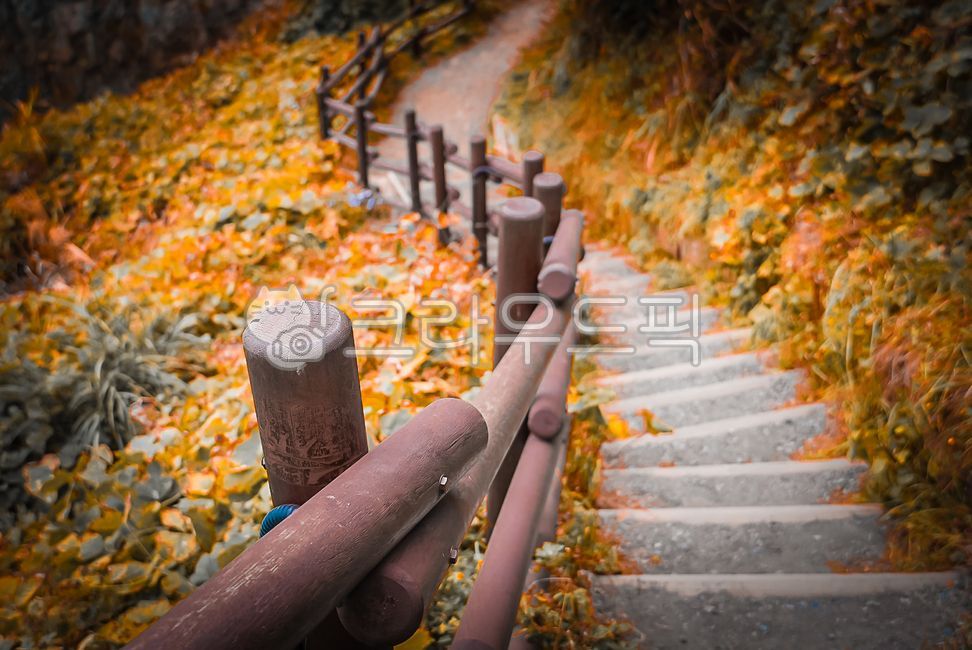 이기대,부산,산책길,계단,가을,낙엽,숲,숲길,산길,내리막,오르믹,산책,길
