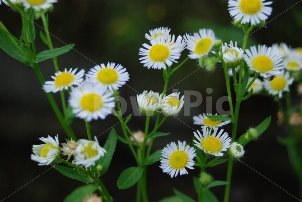 꽃,접시꽃,노란색,하얀색,계란꽃,식물,자연,plants,nature,꽃,flower