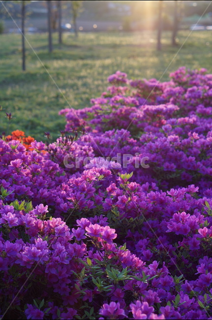 영산홍,일출,봄,꽃,햇빛,붉음,맑음,식물,자연,plants,nature,꽃,flower