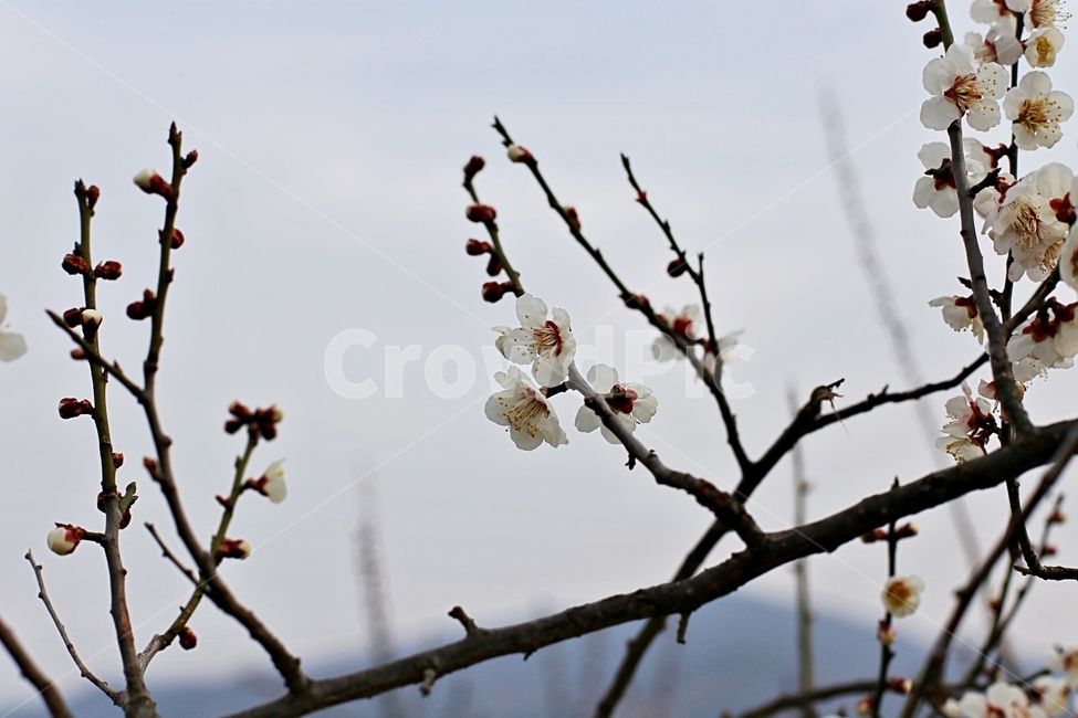 hadong,하동,매화축제,매화,매화꽃,꽃,flower,봄,계절,spring,season,식물,자연,plants,nature,꽃,flower,plant