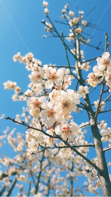 매화,봄꽃,꽃,flower,흰꽃,꽃나무,매화꽃,봄,계절,spring,season