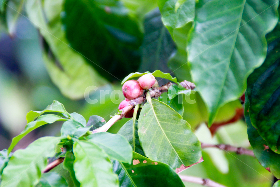 커피나무,커피열매,coffee,plant,식물,coffeetree,식물,자연,plants,nature,과일,열매,fruit,농업,농사,agriculture,farming,farming industry