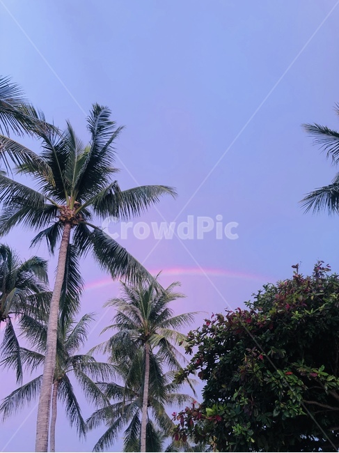 무지개,야자수,나무,석양,여름,summer,palmtree,자연,풍경,nature,landscape