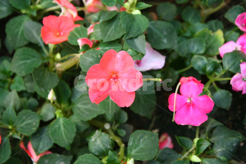 식물,꽃,plant,flower,blossom,제라늄,식물,자연,plants,nature,꽃,flower
