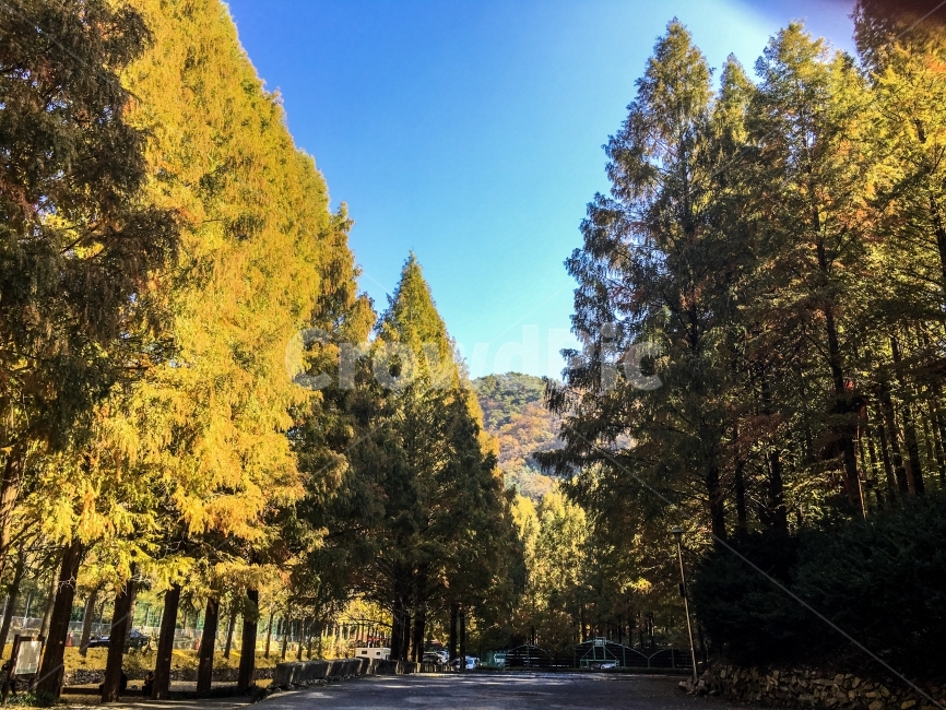 장태산,산,가을,단풍,석양,하늘,풍경,겨울,자연,풍경,nature,landscape,식물,plants,나무,trees,wood,tree,plant,fir,전나무