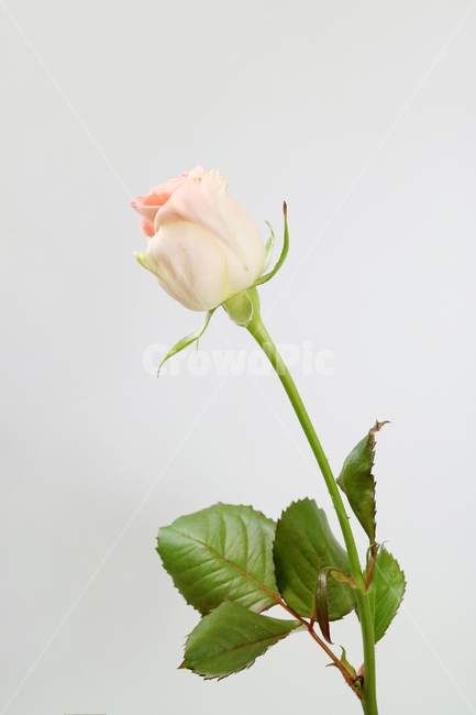 장미,장미꽃,분홍꽃,분홍장미,꽃송이,꽃봉오리,백그라운드,식물,자연,계절,봄,꽃,배경,배경이미지,내추럴,flower,nature,flora,background,핑크,분홍,pink,꽃,flower