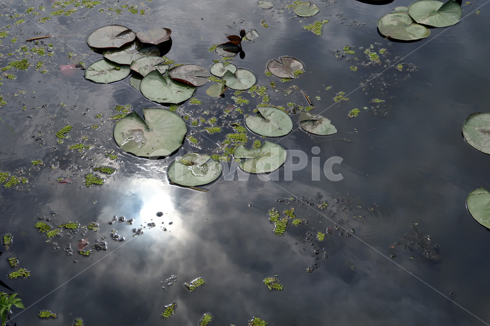 호수,연잎,반사,하늘,구름,해,빛,물,자연,lakes,lotusleaves,reflections,sky,clouds,sun,light,water,nature