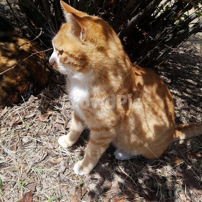 고양이,cat,봄,햇빛,꽃,동물,animal,포유류,mammal,고양이,cat,kitten,kitty