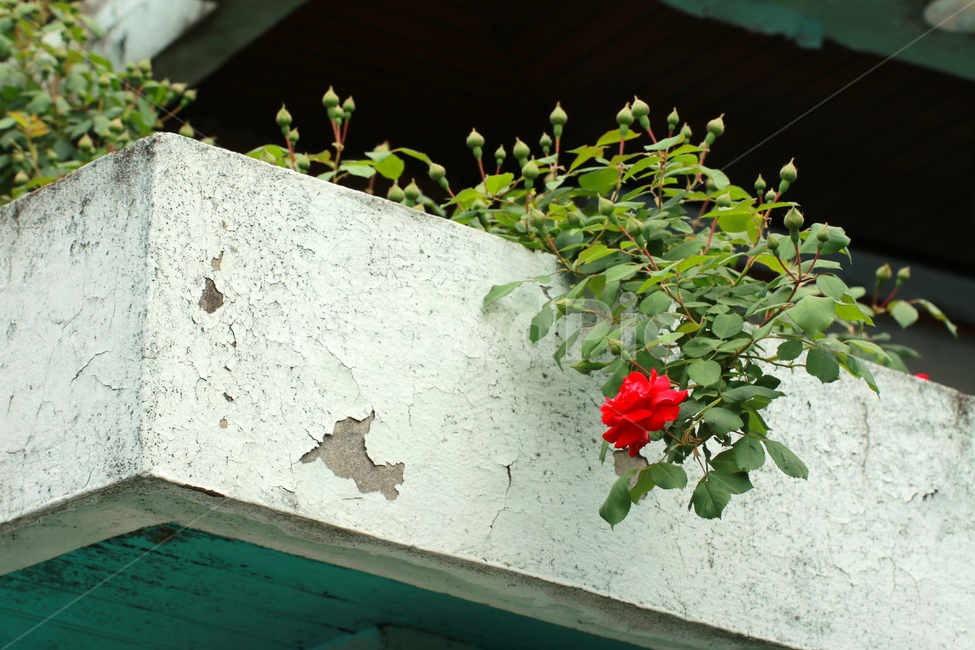 blossom,flower,꽃,rose,장미,식물,plant,담장,골목길,골목