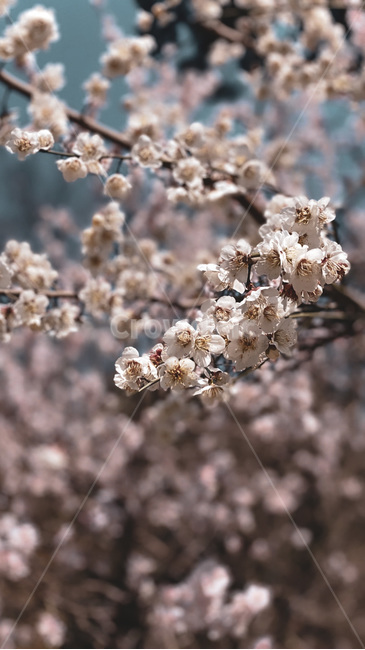 plant,식물,flower,꽃,spring,봄,cherryblossom,blossom,bloom,벚꽃