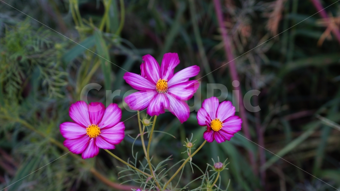 코스모스,가을,꽃,꽃사진,식물,가을,계절,fall,autumn,season,식물,자연,plants,nature,꽃,flower,plant,geranium,제라늄,blossom