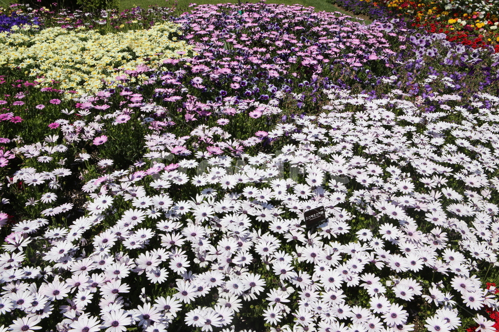 봄꽃,꽃밭,꽃축제,아침고요수목원,꽃구경,하얀색,연보라색,가든,정원,만개,beautiful,flower,수목원,예쁜,아름다운