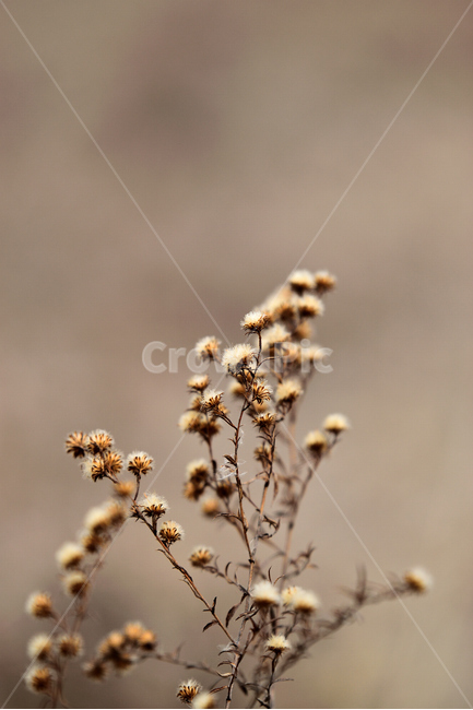 감성,분위기,겨울,가을,추움,털,식물,가을,계절,fall,autumn,season,겨울,winter,식물,자연,plants,nature,plant