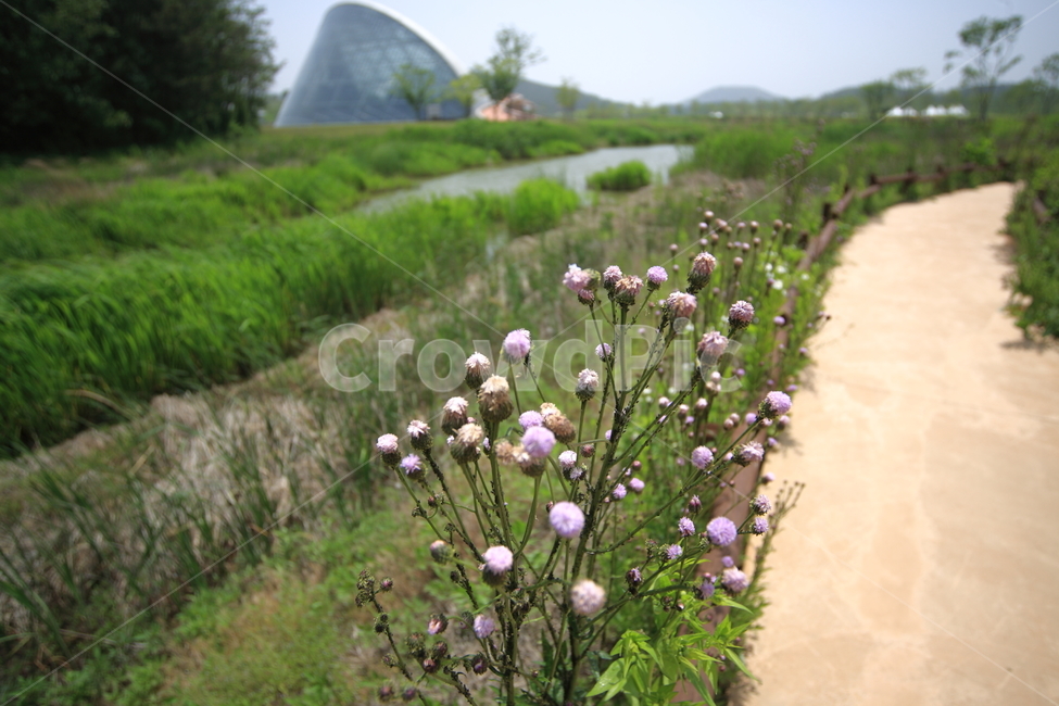 길,도로,way,road,풍경,ladnscape,식물,자연,plants,nature,꽃,flower