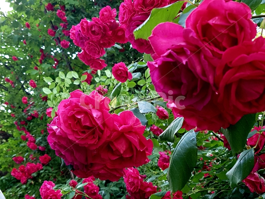 장미,rose,flower,꽃,식물,plant,식물,자연,plants,nature
