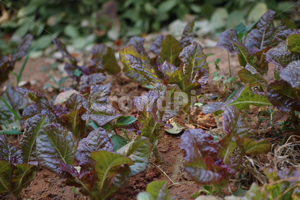 적상추,상추,채소,야채,흙,땅,밭,농사,재배,식물,식물,자연,plants,nature