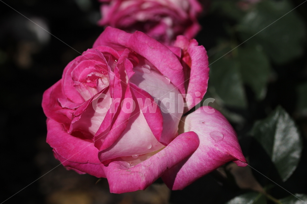 장미,봄꽃,식물,빨간장미,꽃,식물,자연,plants,nature,꽃,flower