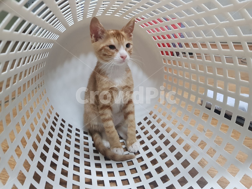 고양이,animal,동물,cat,생각,사색,꼬맹이,동물,animal,포유류,mammal,고양이,cat,kitten,kitty