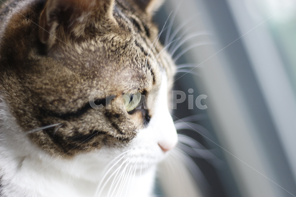 동물,고양이,반려동물,애완동물,반려묘,cat,pet,animal,kitten,길고양이,집사,코리안숏헤어,코숏,동물,animal,고양이,cat,kitten,kitty