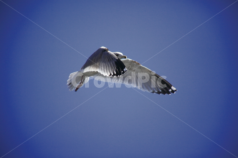 갈매기,바다새,대형조류,commongull,mewgull,동물,animal,조류,새,birds