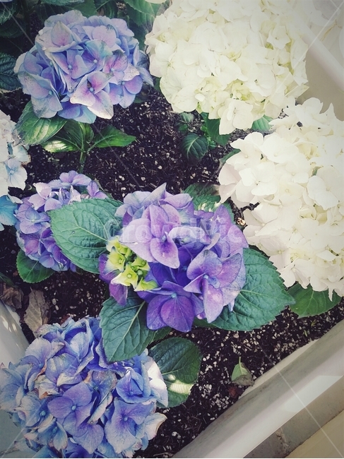 보라,흰색,수국,꽃,flower