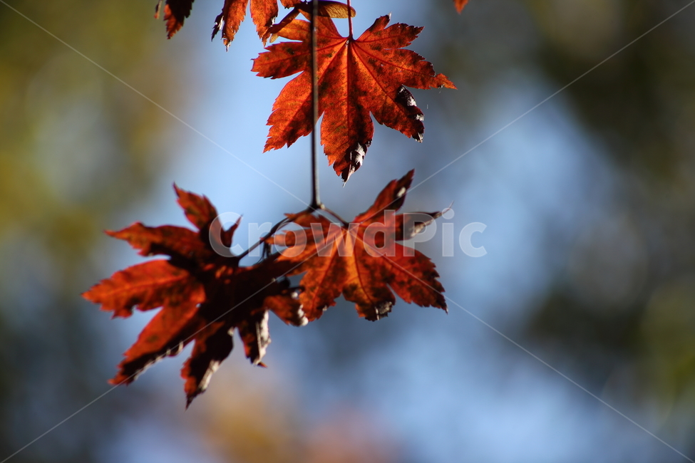 Maple tree,chlorophyll,redleaves,autumn,Maple