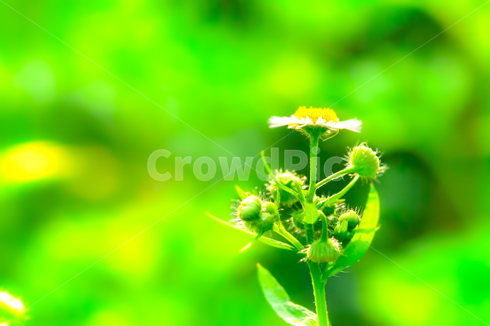 꽃,봄,초록,흰색,감성,식물,자연,plants,nature,꽃,flower