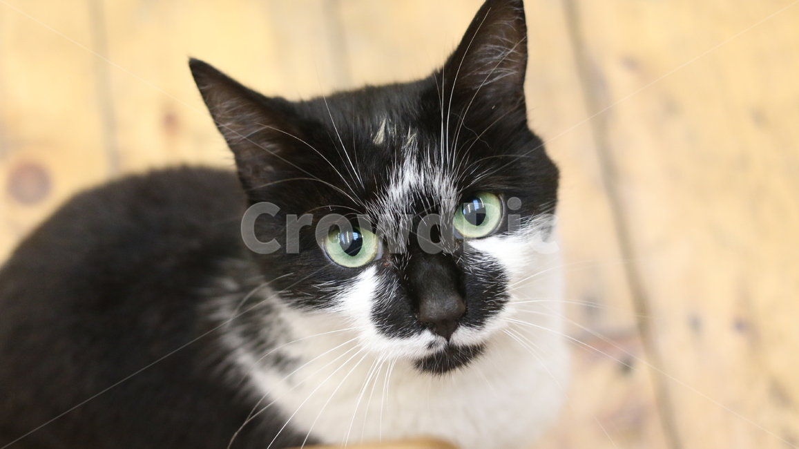 고양이,아이컨텍,동물,cat,귀여움,동물,animal,포유류,mammal,고양이,cat,kitten,kitty