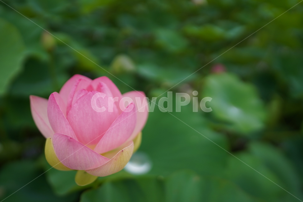 연꽃,꽃,식물,plant,blossom,자연,식물,자연,plants,nature,꽃,flower
