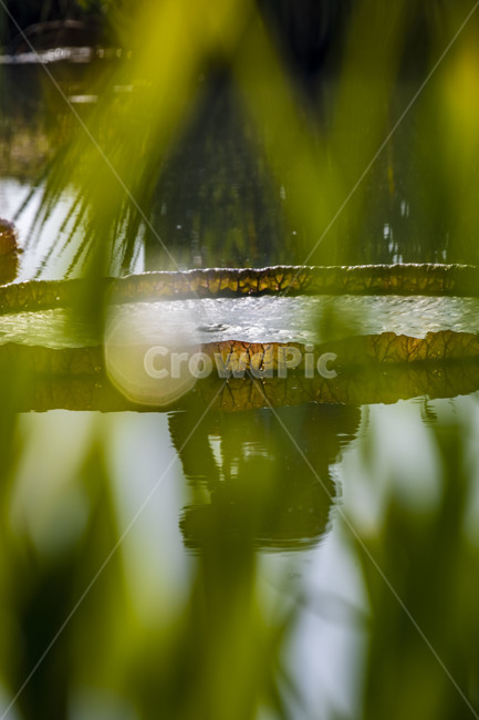 빅토리아연꽃,문양,습지,수상식물,반영,자연,관곡지,연꽃,부엽식물,큰가시연꽃