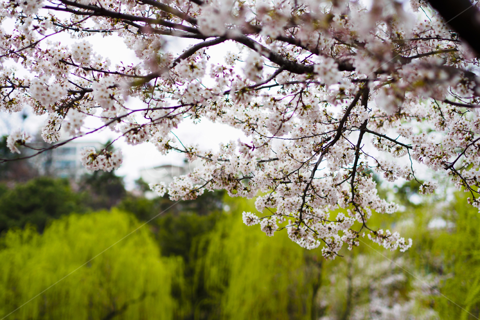 꽃,벚꽃,봄,흰색,배경,낮,계절,spring,season,풍경,나무,flower,오후,흐린,white,검정,black,보케,배경흐림,아웃포커스,포커싱,감성,꽃송이,식물,자연,plants,nature,봄꽃,하늘,봄,계절,spring,season,자연,풍경,nature,landscape,plant,blossom
