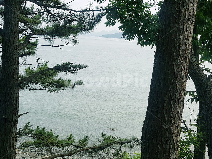 바다,소나무,해변,자연,나무,잔잔함,봄날,nature,beach,sea,green,tree,자연,풍경,nature,landscape,plant,식물,tree trunk,나무 줄기