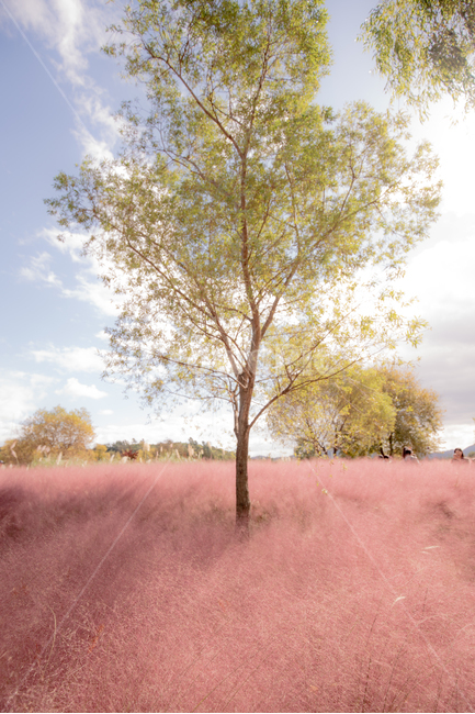 핑크뮬리,나무,식물,자연,핑크색,하늘,landscape,배경화면,sky,가을,계절,fall,autumn,season,자연,풍경,nature,landscape,식물,plants,나무,trees,wood,tree,plant