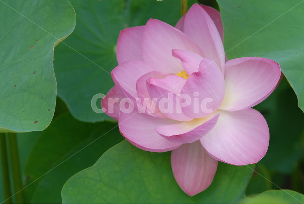 식물,flower,꽃,연꽃,핑크,식물,자연,plants,nature,꽃,flower