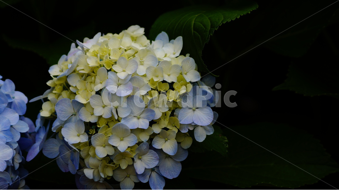 수국,꽃,꽃사진,식물,수국꽃,식물,자연,plants,nature,꽃,flower