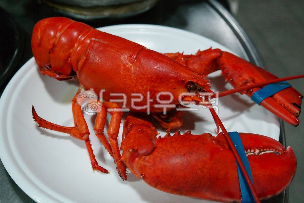 랍스터, 랍스타, 바다가재, 바닷가재, 요리, 사진,이미지,일러스트,캘리그라피 - 횽횽작가