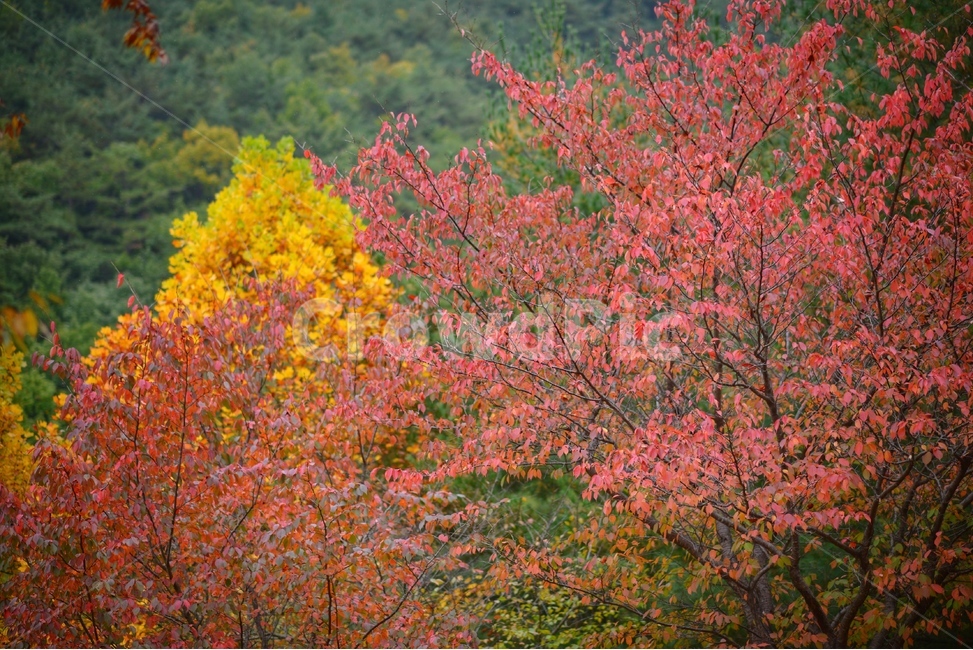 가을,단풍,빨강,나무,자연,가을,계절,fall,autumn,season,tree,plant,식물,leaf,잎,maple