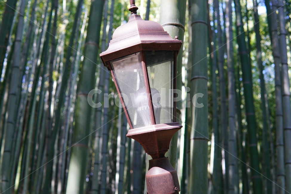 가로등,대나무,bamboo,죽녹원,불빛