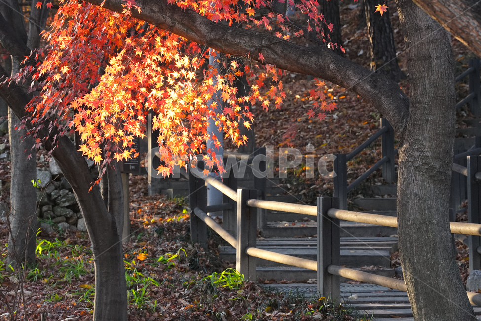 가을,단풍,계절,나무,자연,식물,가을,계절,fall,autumn,season,식물,자연,plants,nature,나무,trees,wood,tree,plant,leaf,잎,maple