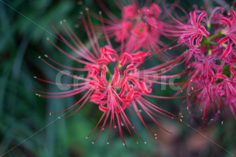 	꽃,꽃무릇,상사화,자연,식물,가을,식물,자연,plants,nature,꽃,flower