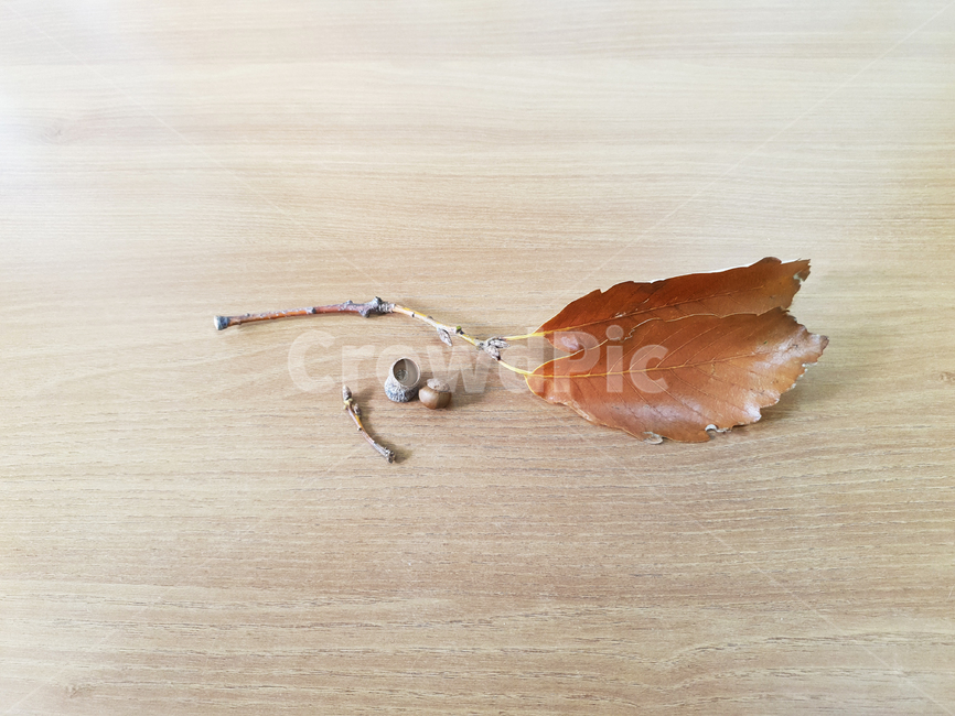 도토리,나뭇가지,잎사귀,나뭇잎,나무잎,나무가지,나무결,가을,갈색,식물,leaf,plant,acorn,acorns,branch