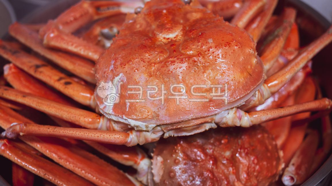 대게, 울진, 동해, 갑각류, 찜, 사진,이미지,일러스트,캘리그라피 - Europa작가