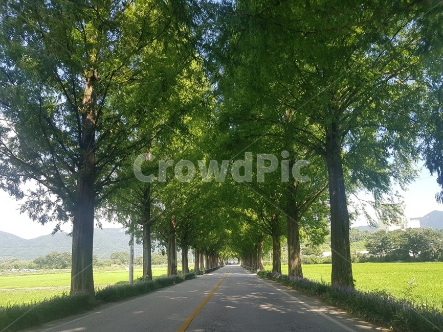 나무,도로,아스팔트,나무길,tarmac,자연,풍경,nature,landscape,road,asphalt,highway,고속도로,freeway,고속 도로,plant,식물,tree