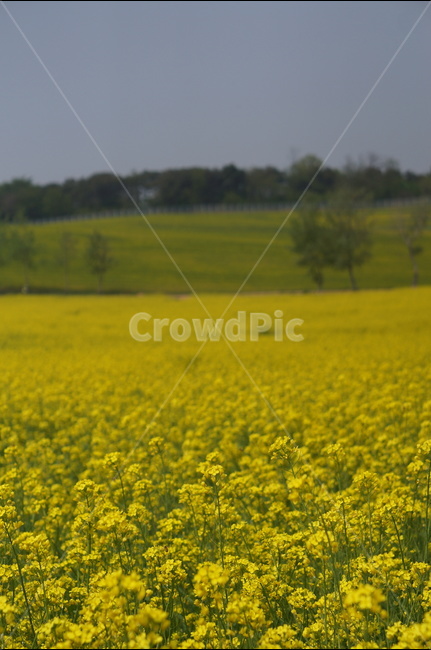 유채꽃,봄,노랑노랑,햇살,나무,풍경,봄,계절,spring,season,자연,풍경,nature,landscape,field,들,grassland,목초지,outdoors,옥외