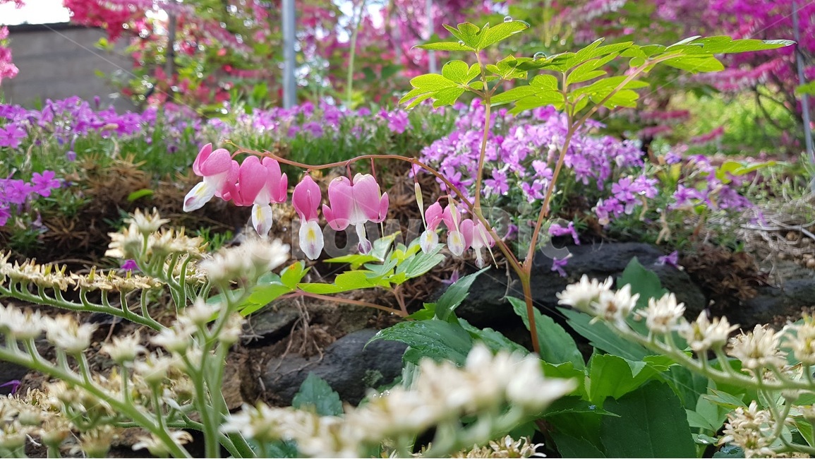 초롱꽃,꽃,시골,한국,꽃밭,식물,자연,plants,nature,꽃,flower