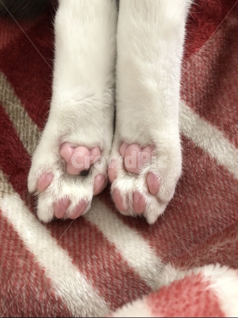 고양이,발바닥,동물,반려동물,반려묘,cat,paw,pet,동물,animal,포유류,mammal